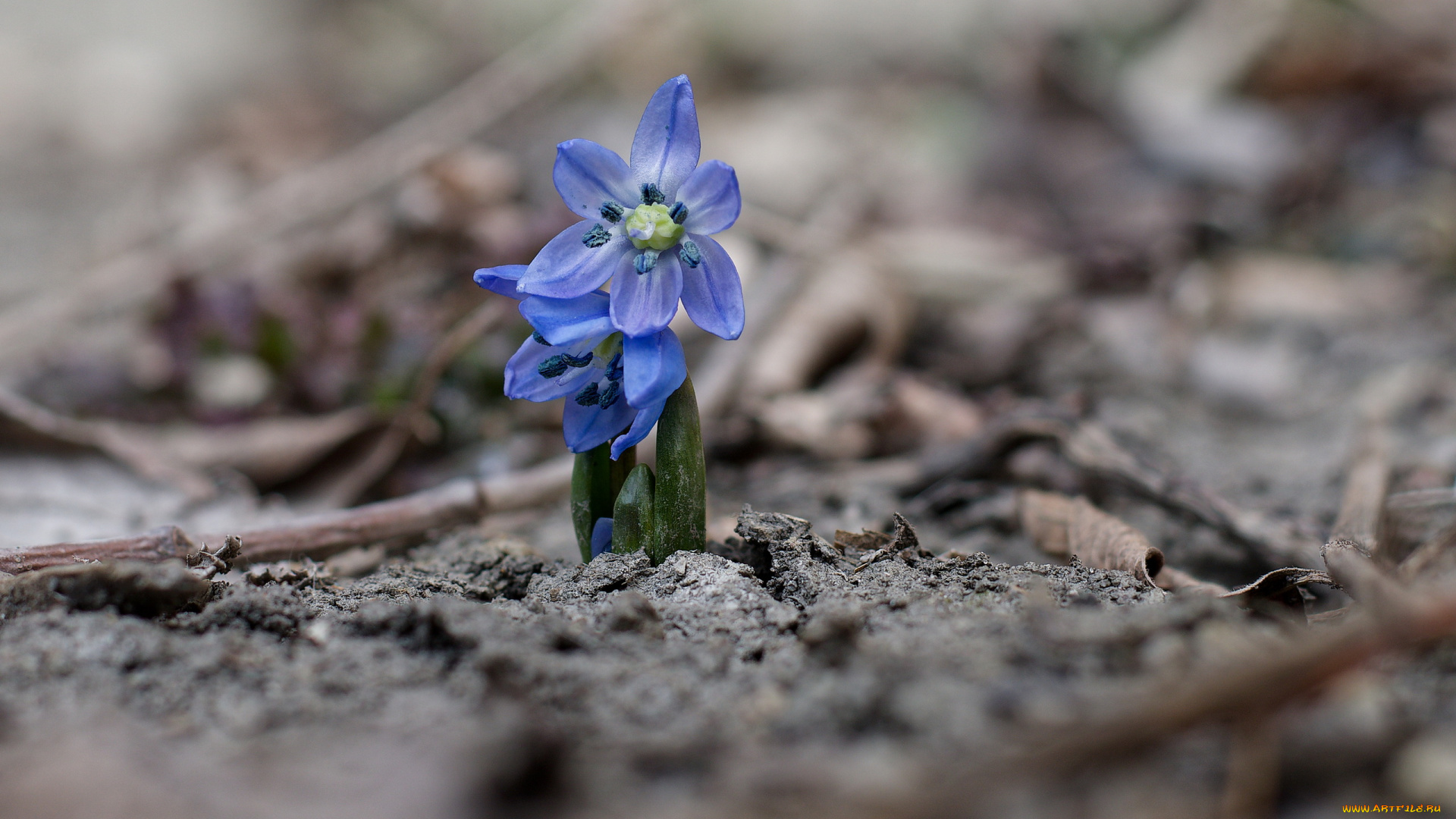 цветы, подснежники, , белоцветники, , пролески, пролеска
