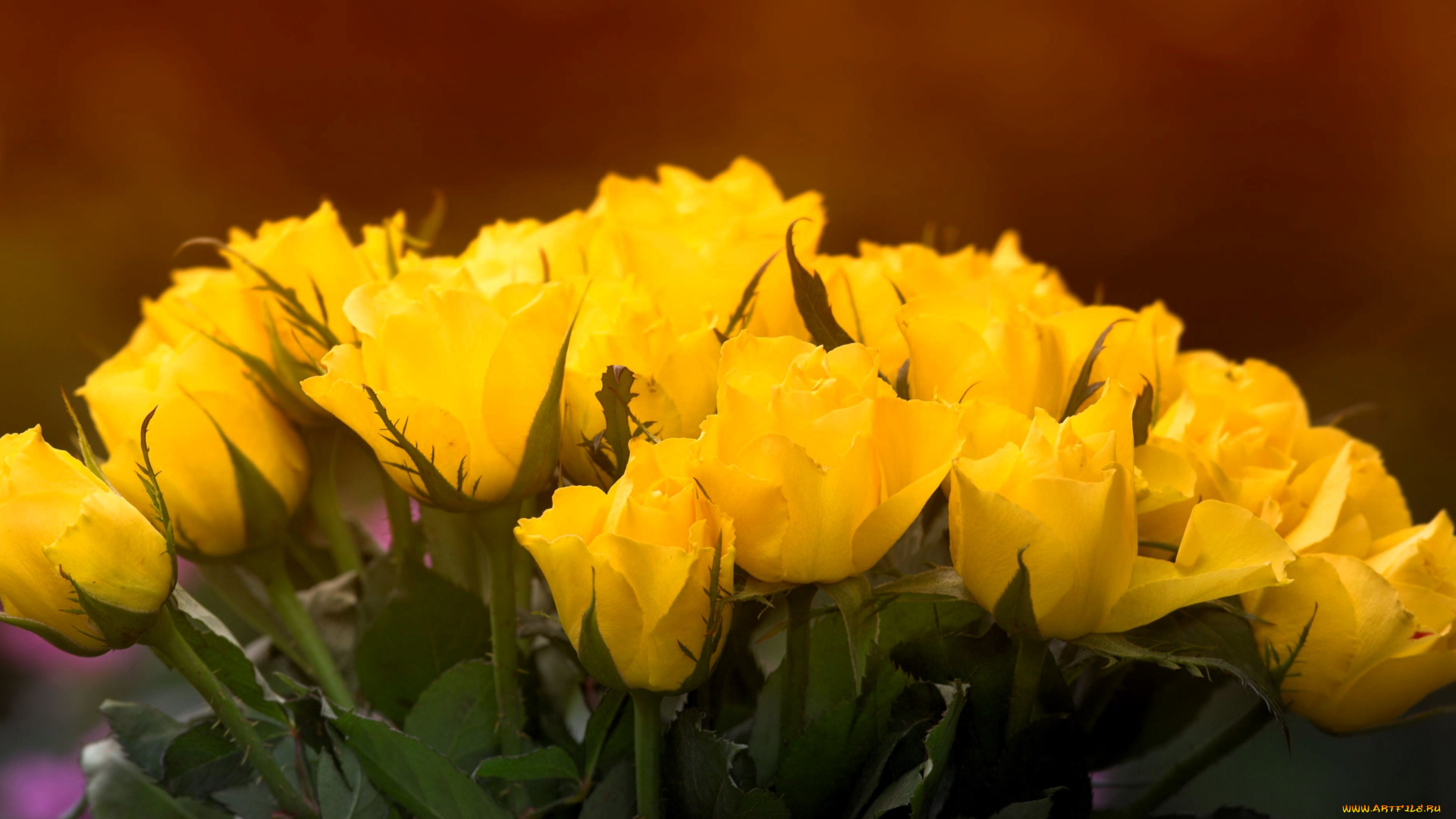 цветы, розы, желтые, букет