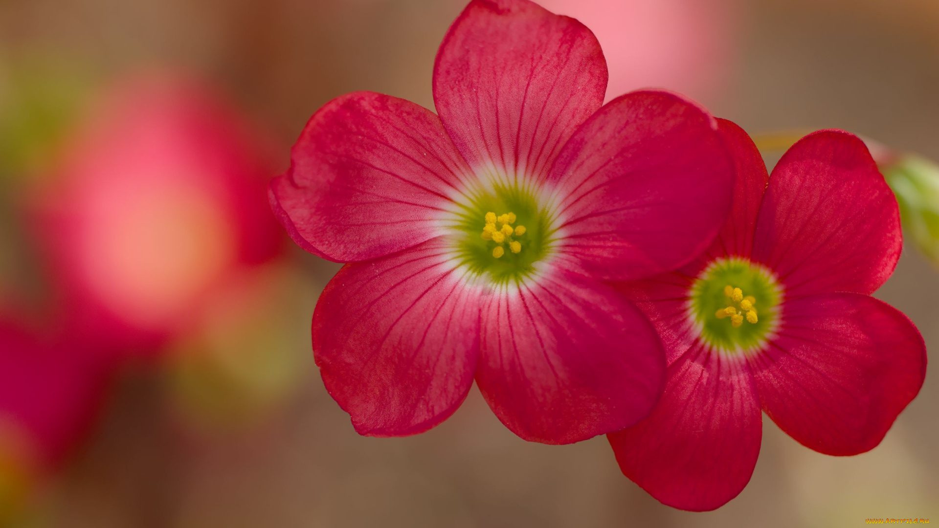 кислица, цветы