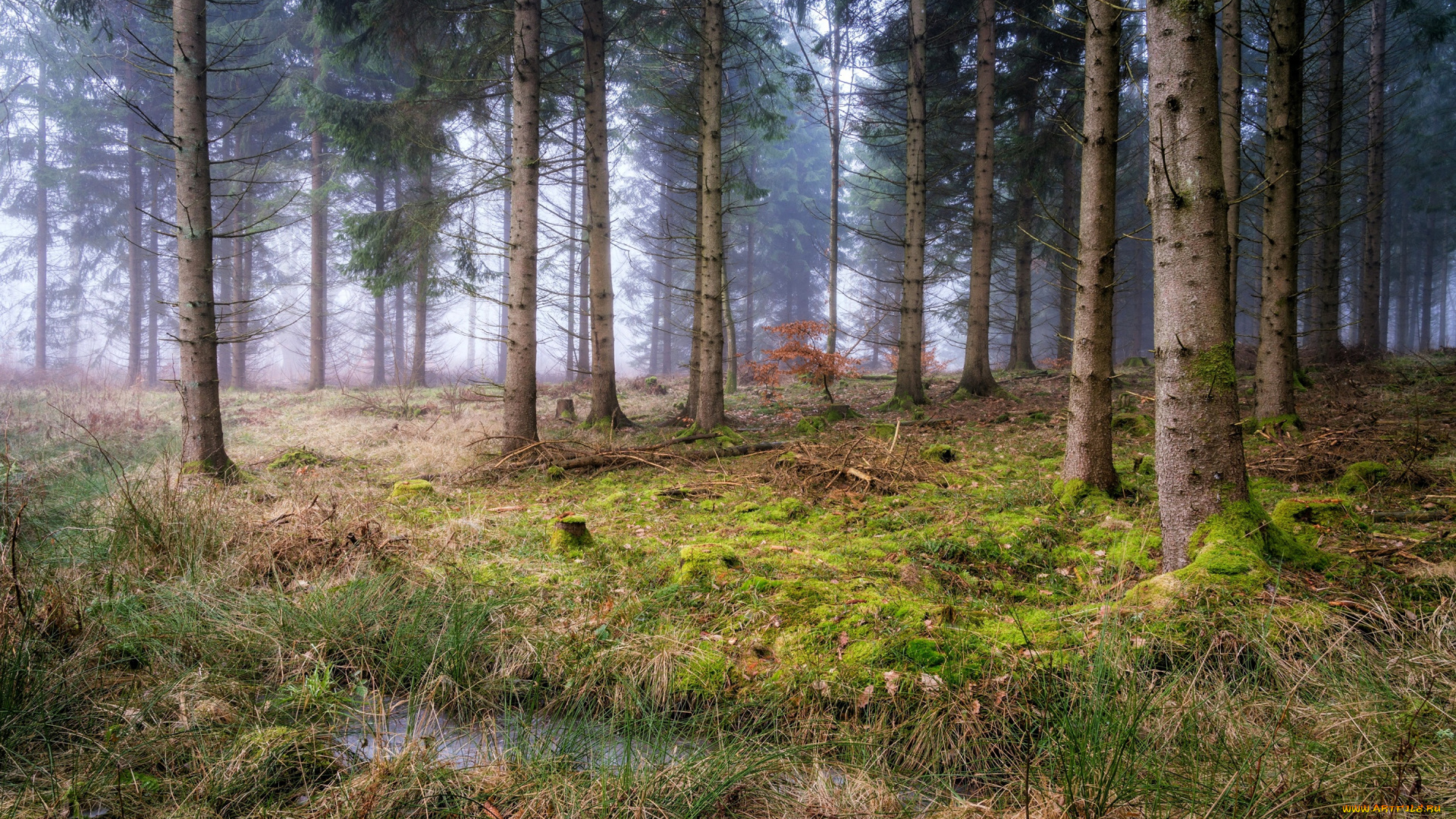 природа, лес, деревья, туман, мох, лужа