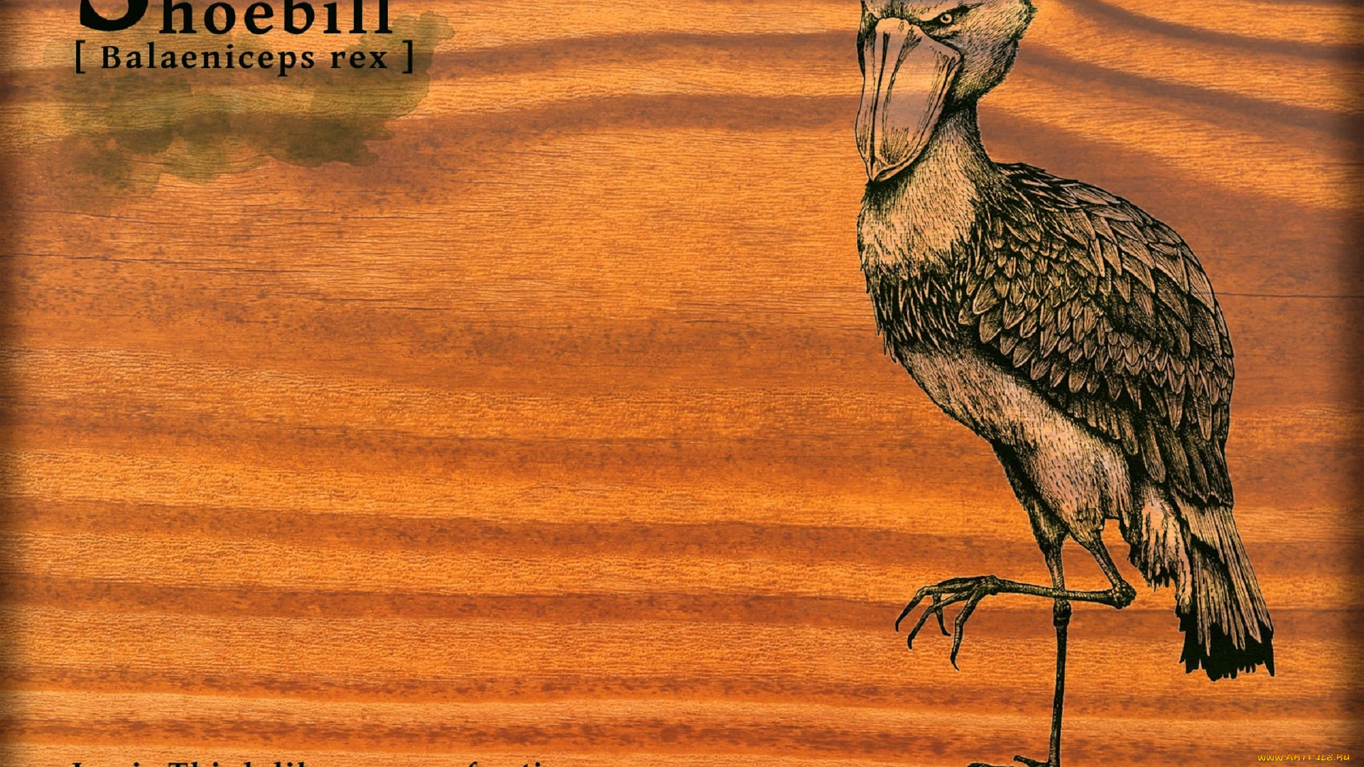 рисованное, животные, , птицы, птица, цапля, надписи