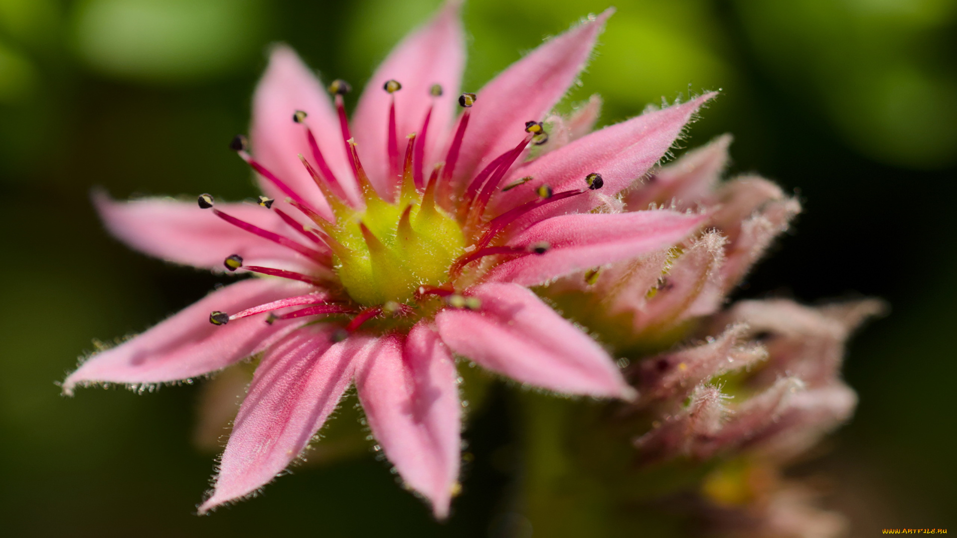 sempervivum, молодило, цветы
