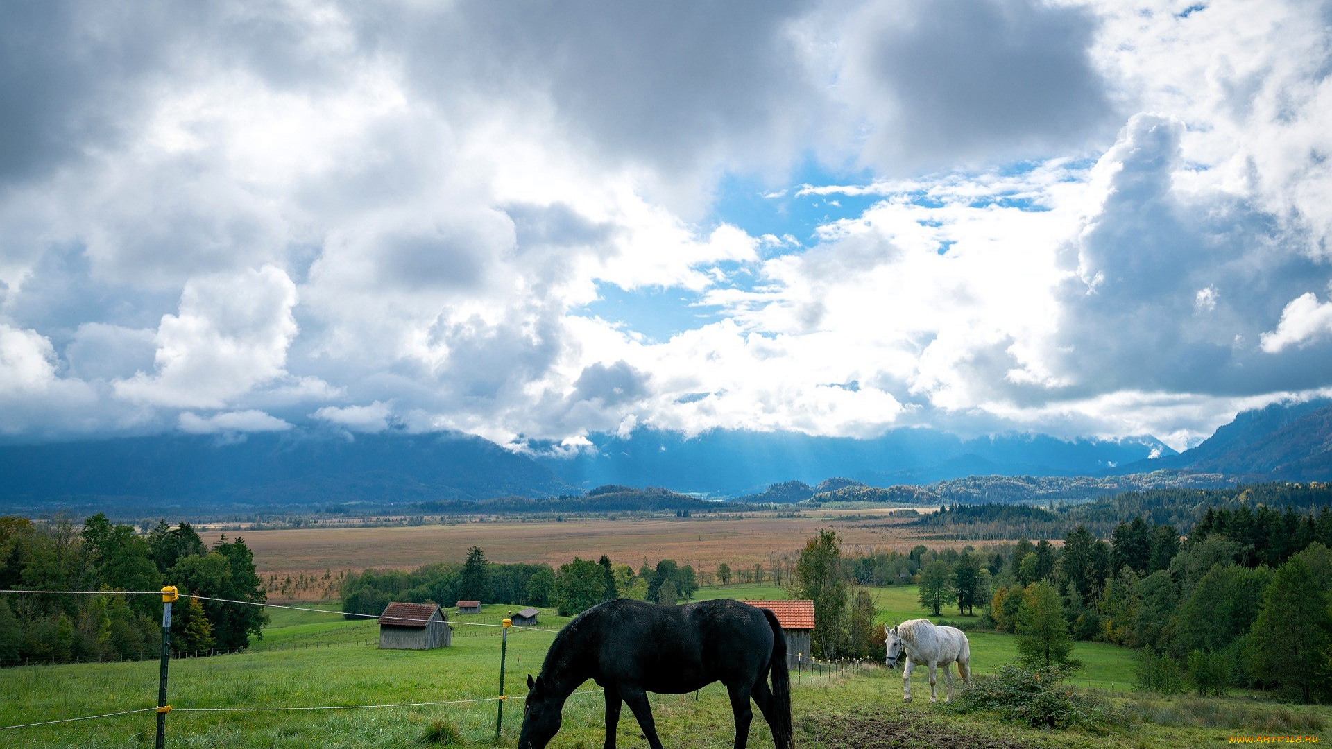животные, лошади, луга, рощи, поле, небо, облака