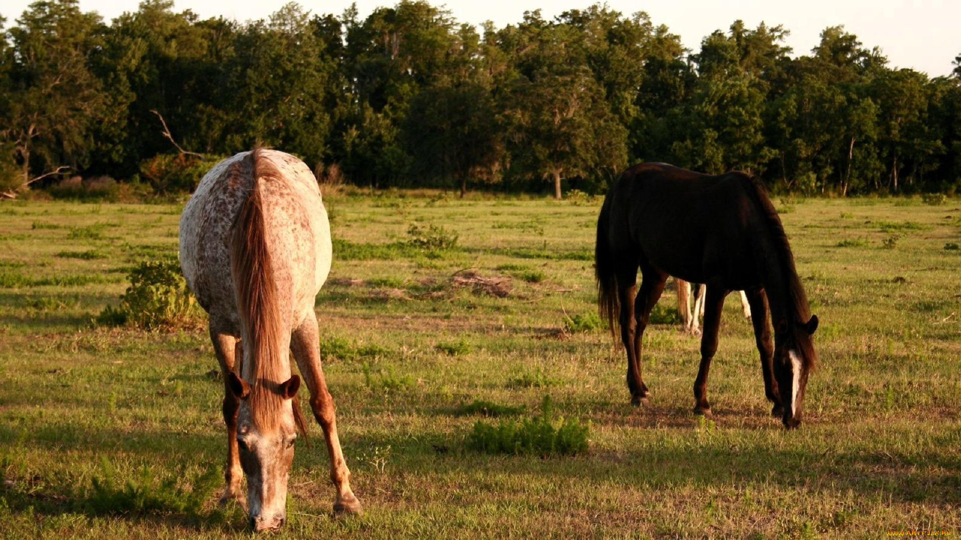 животные, лошади, пастбище, луг, деревья