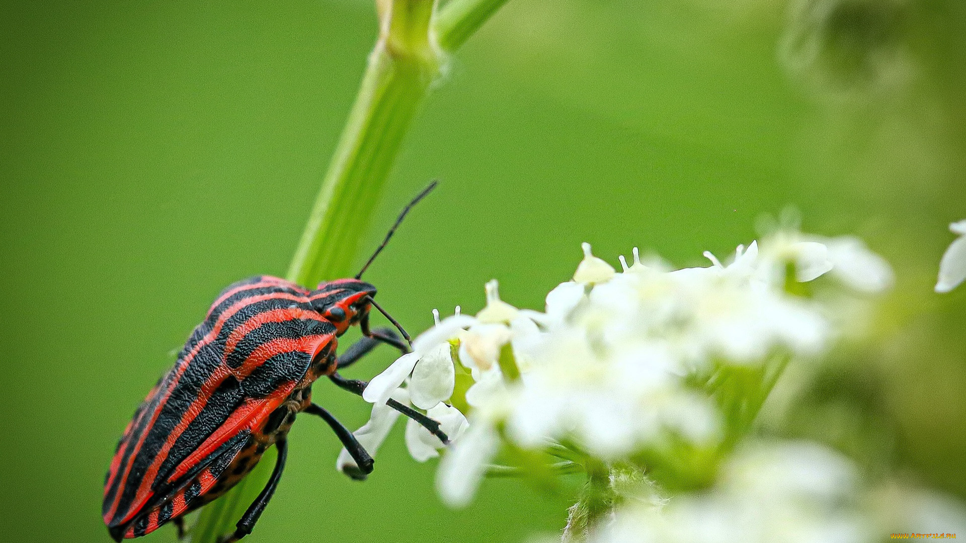 животные, насекомые, жук, цветы, стебель