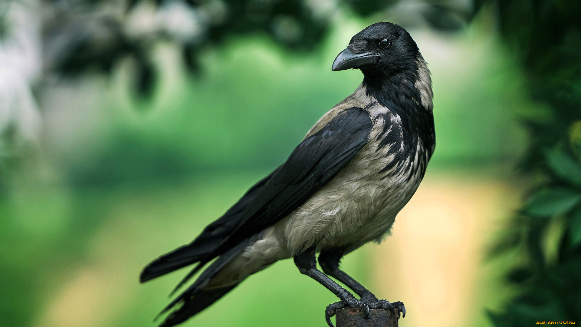 животные, вороны, , грачи, , галки, ворона, столб