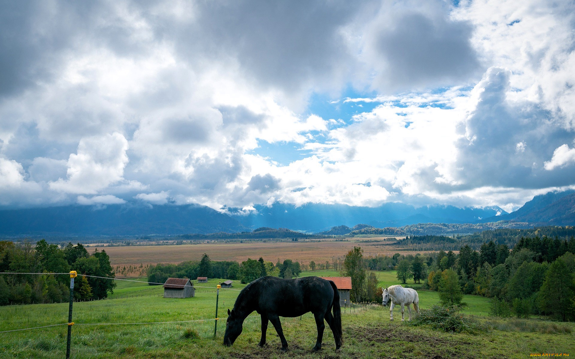 животные, лошади, луга, рощи, поле, небо, облака