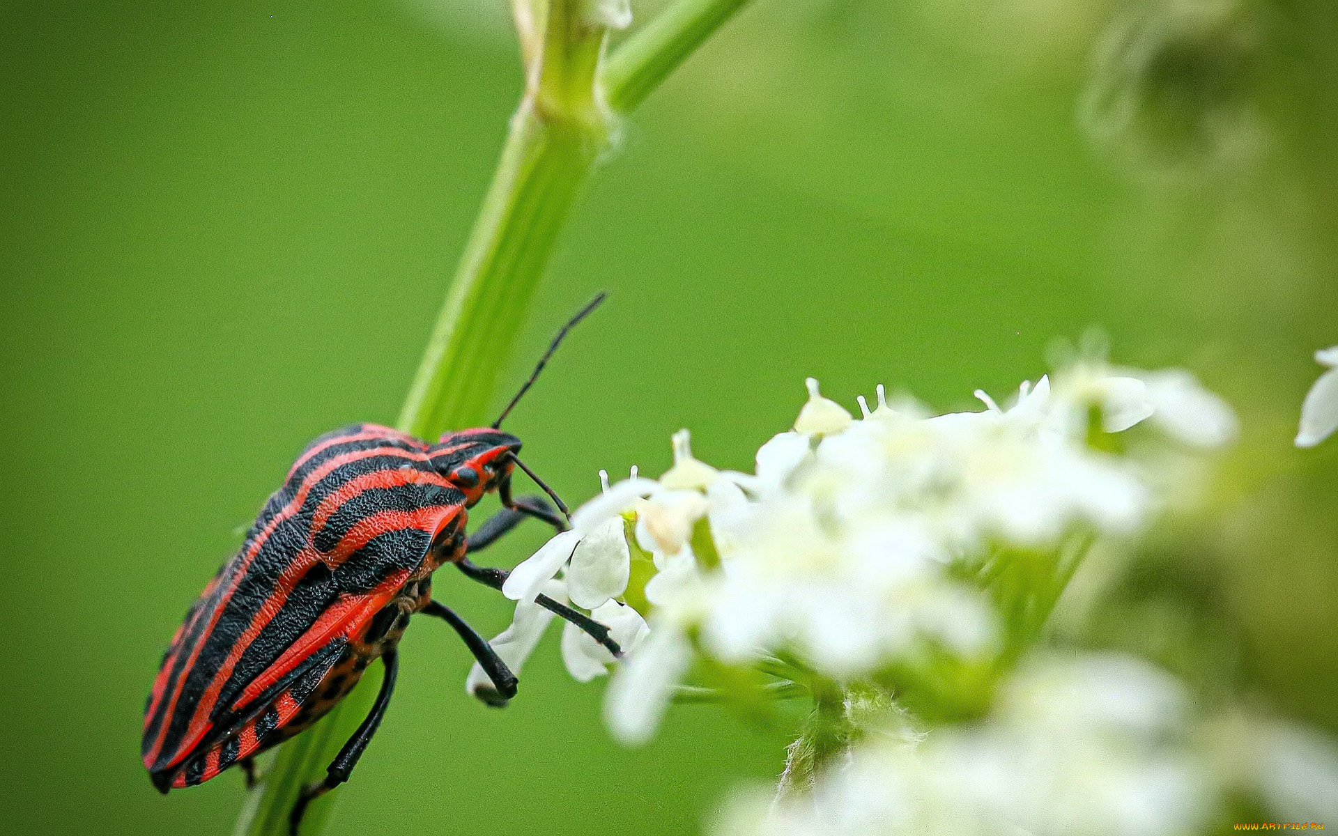животные, насекомые, жук, цветы, стебель