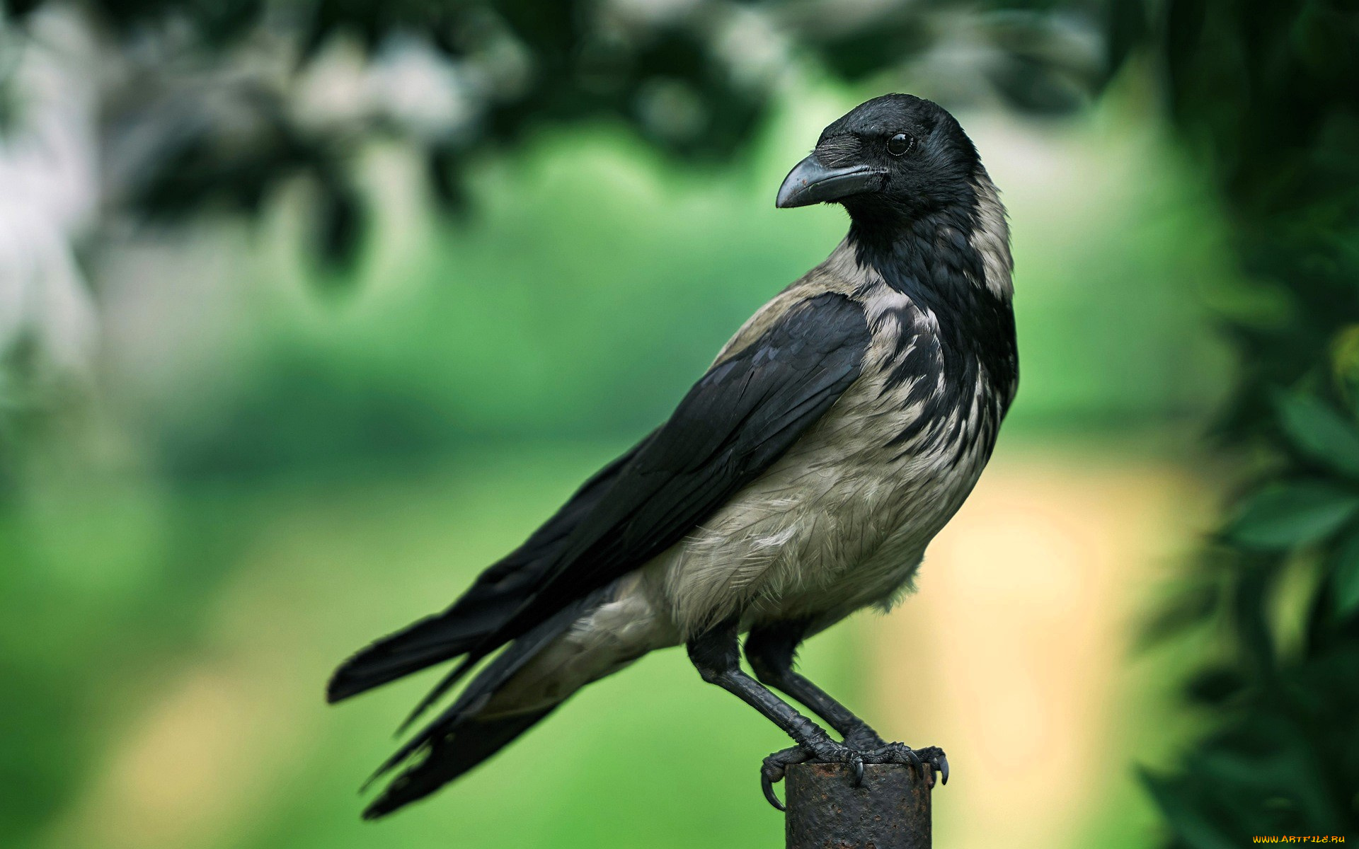 животные, вороны, , грачи, , галки, ворона, столб