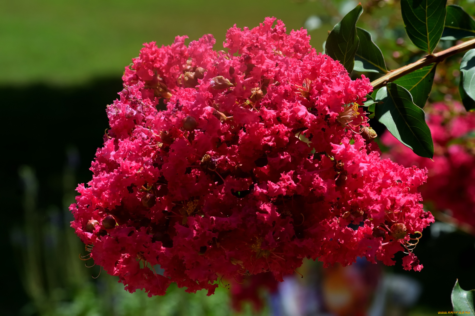 цветы, лагерстрёмия, , индийская, сирень, цветущая, ветка