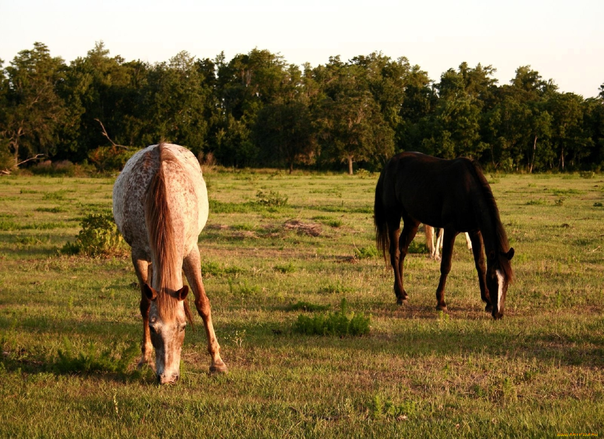 животные, лошади, пастбище, луг, деревья