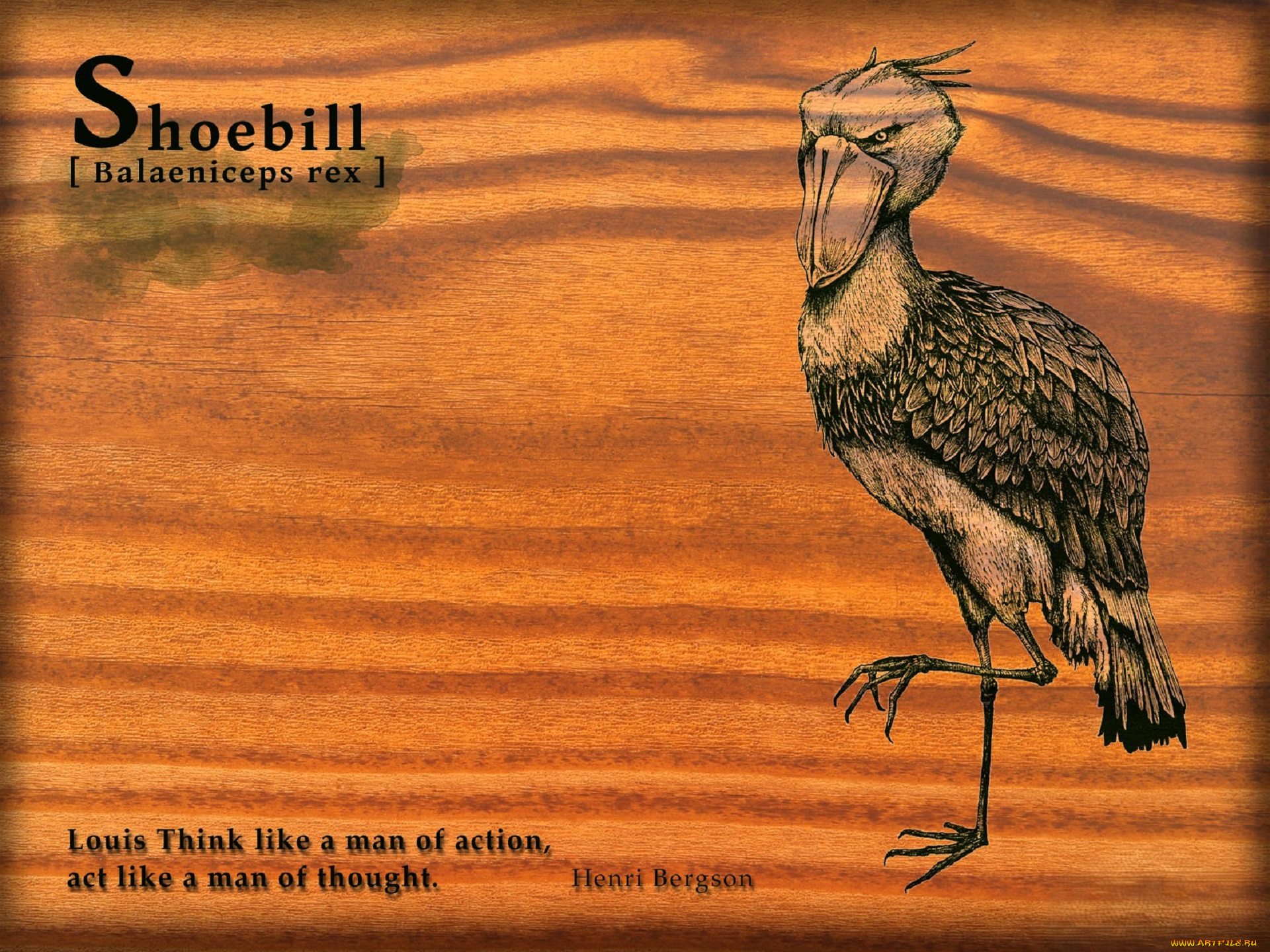 рисованное, животные, , птицы, птица, цапля, надписи