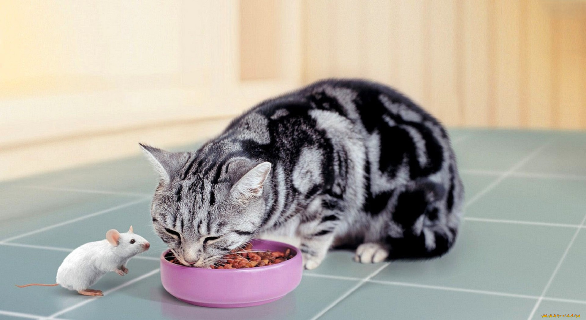 животные, разные, вместе, кошка, мышь, еда, миска