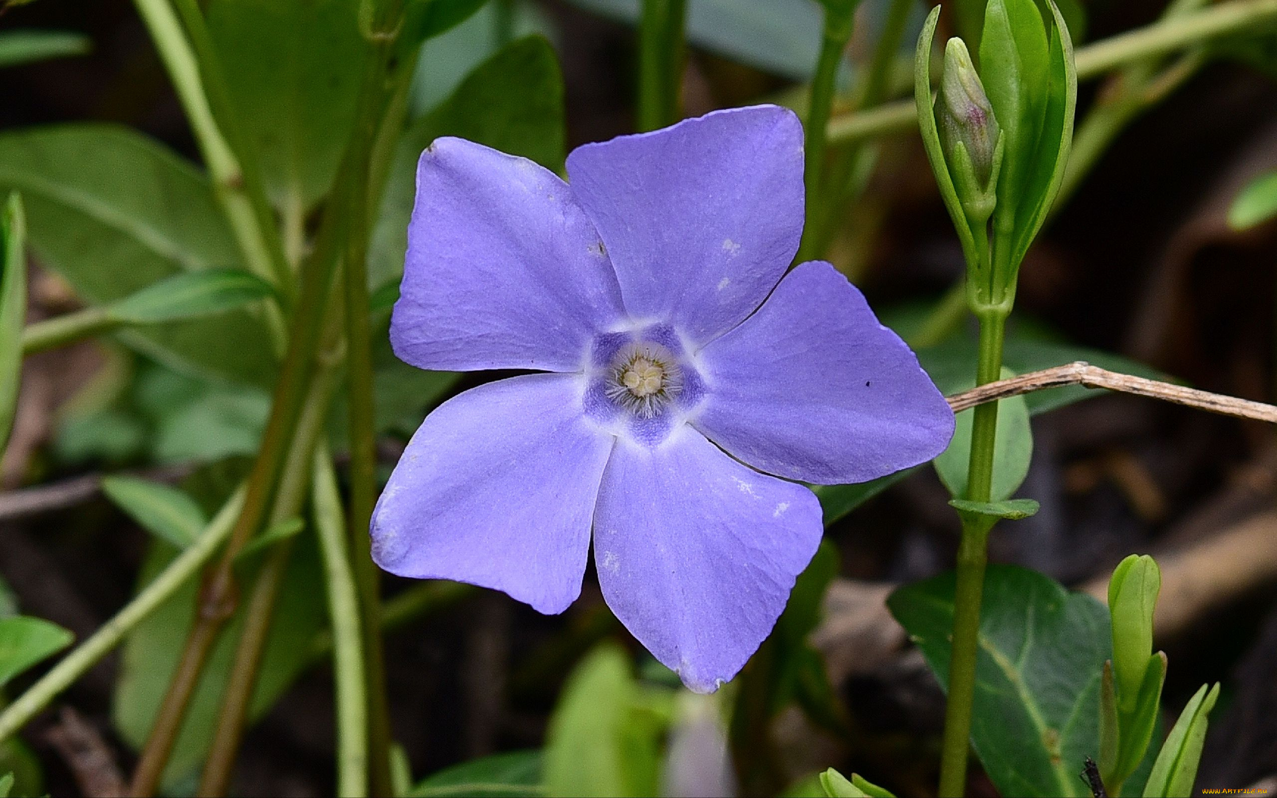 цветы, барвинок, голубой, макро