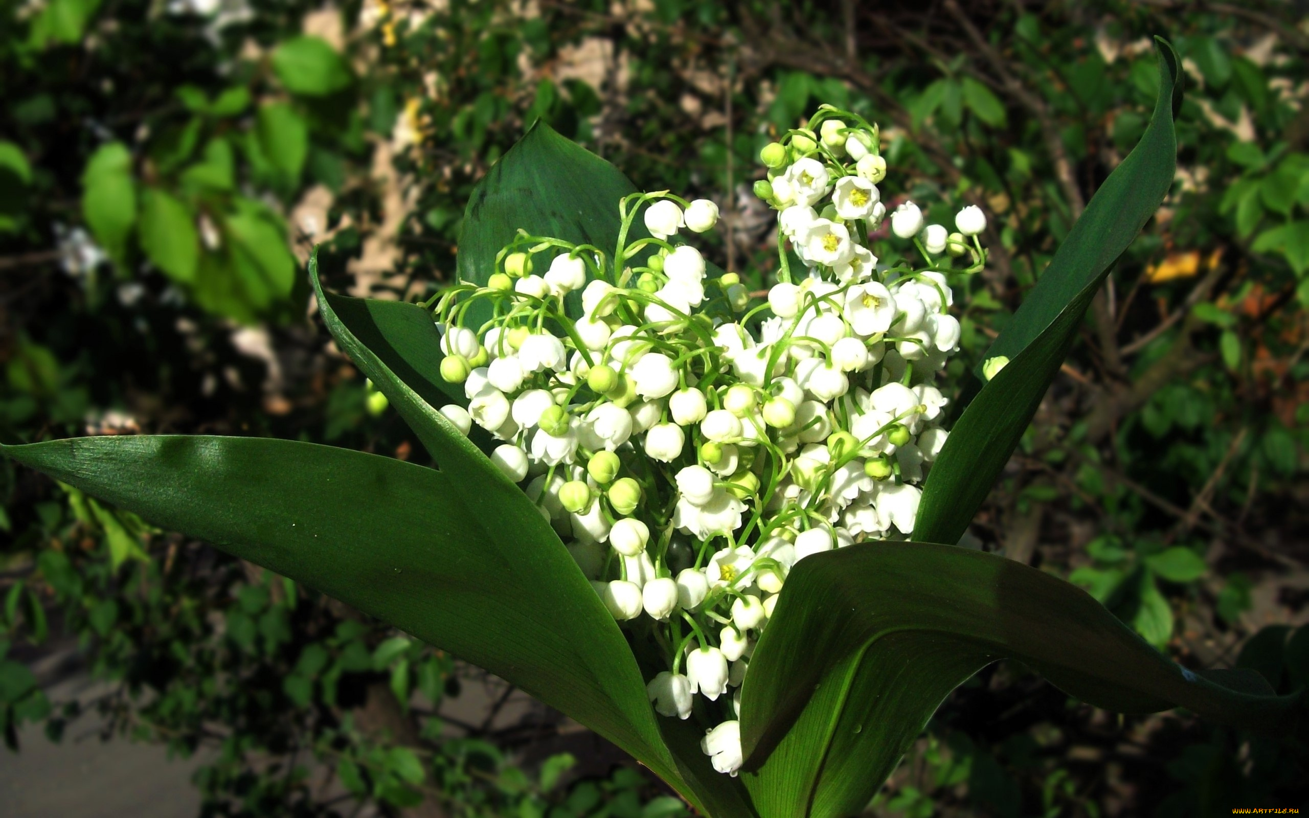 цветы, ландыши, листья, букет