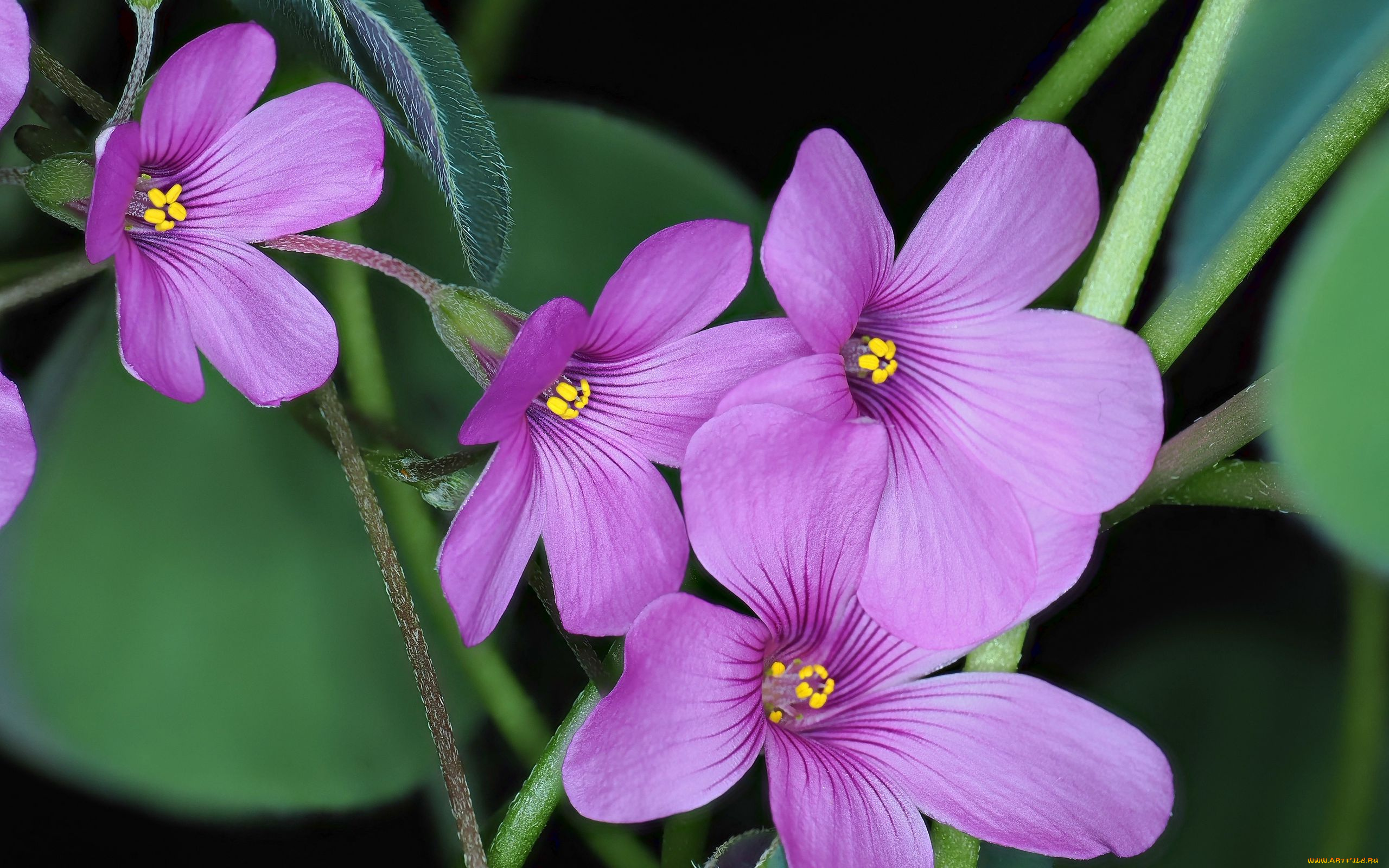 цветы, макро