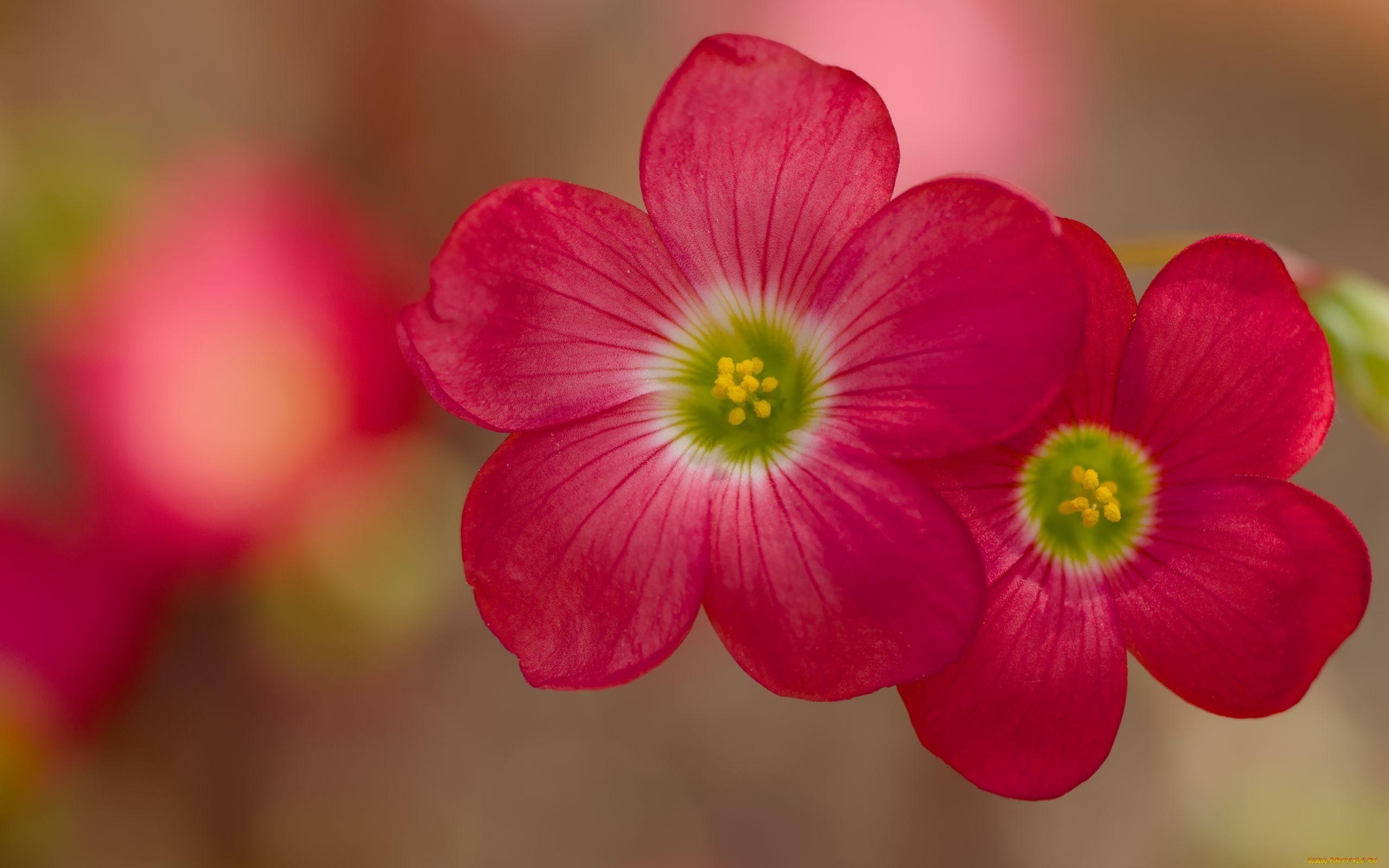 кислица, цветы