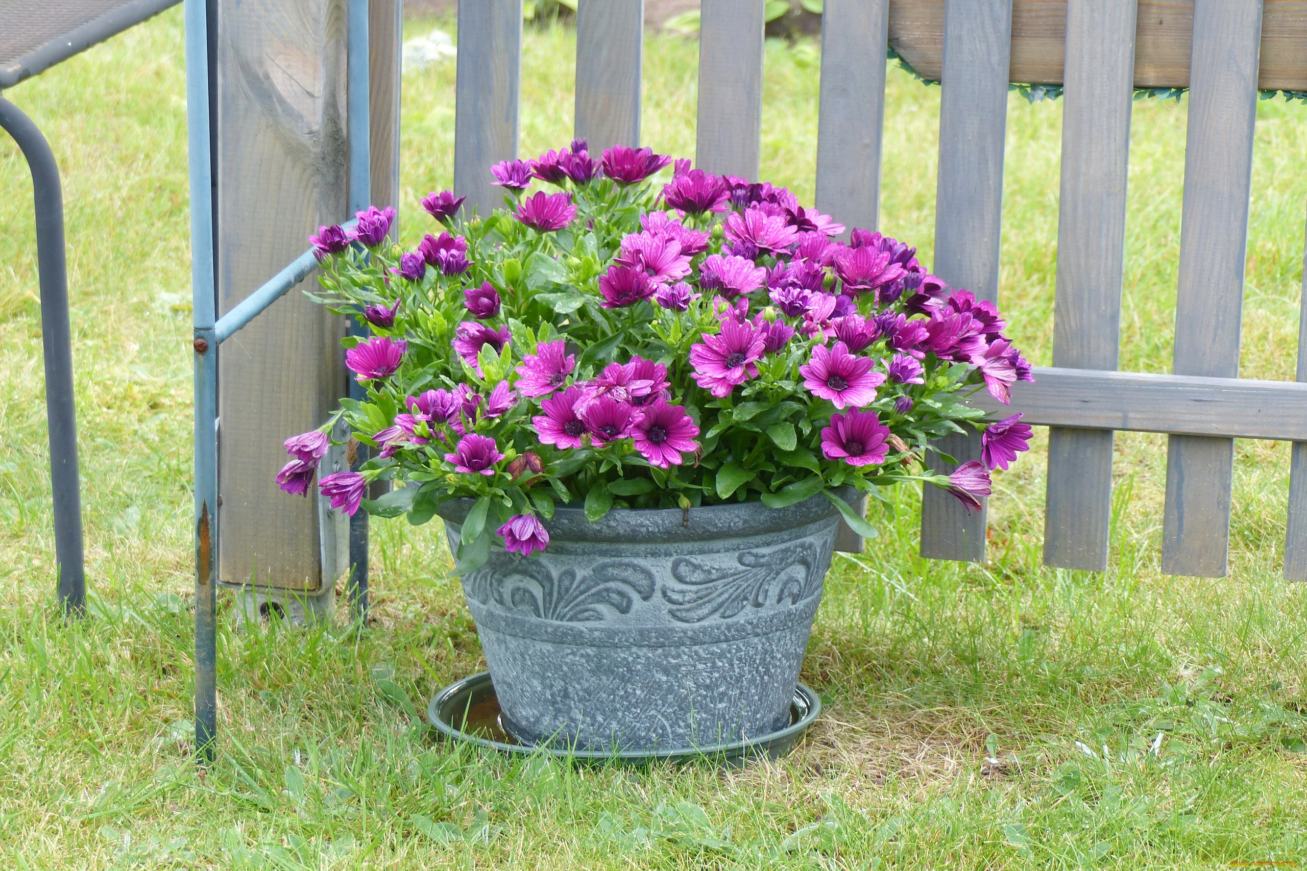 цветы, диморфотеки, лиловые