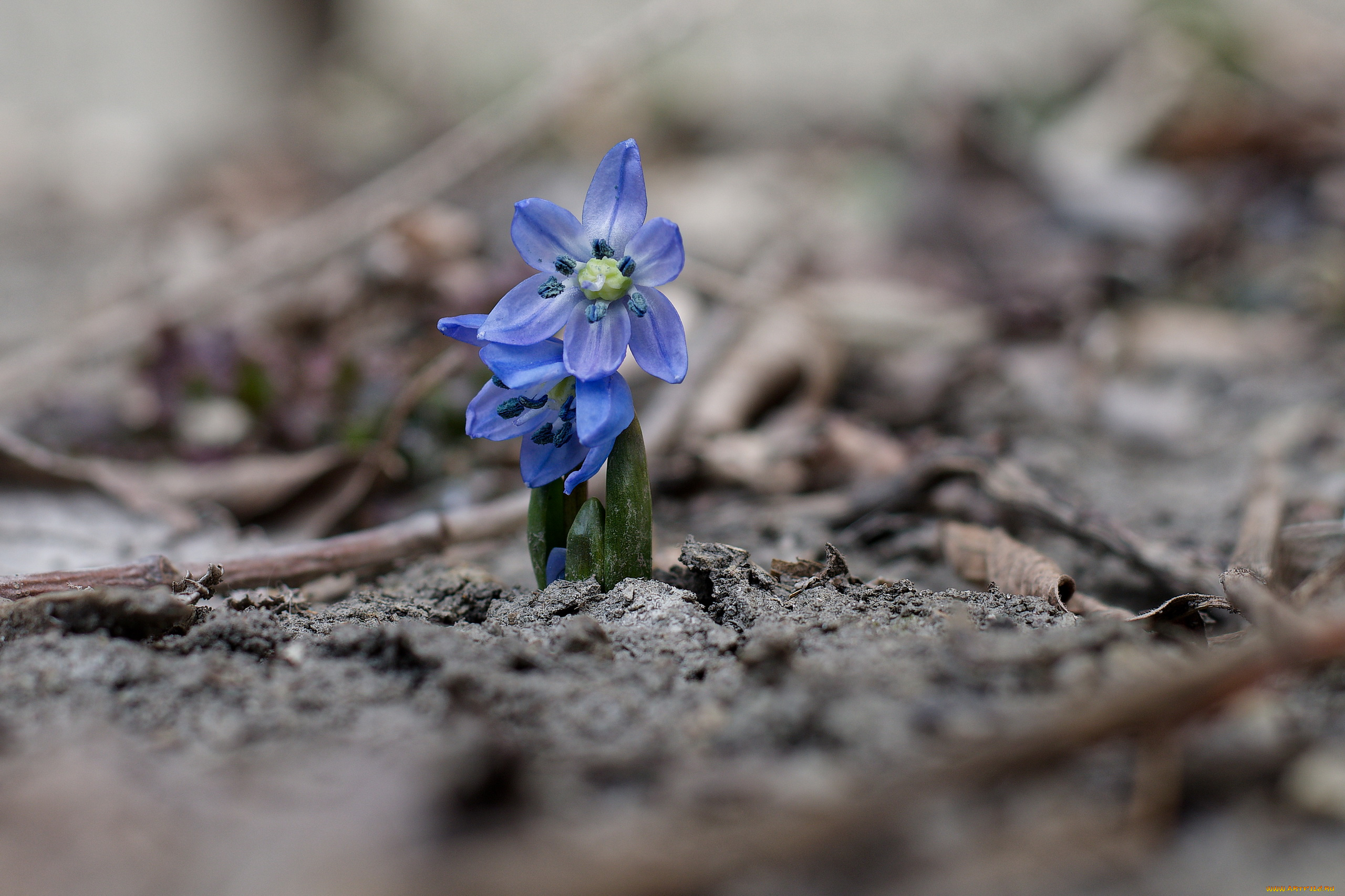 цветы, подснежники, , белоцветники, , пролески, пролеска