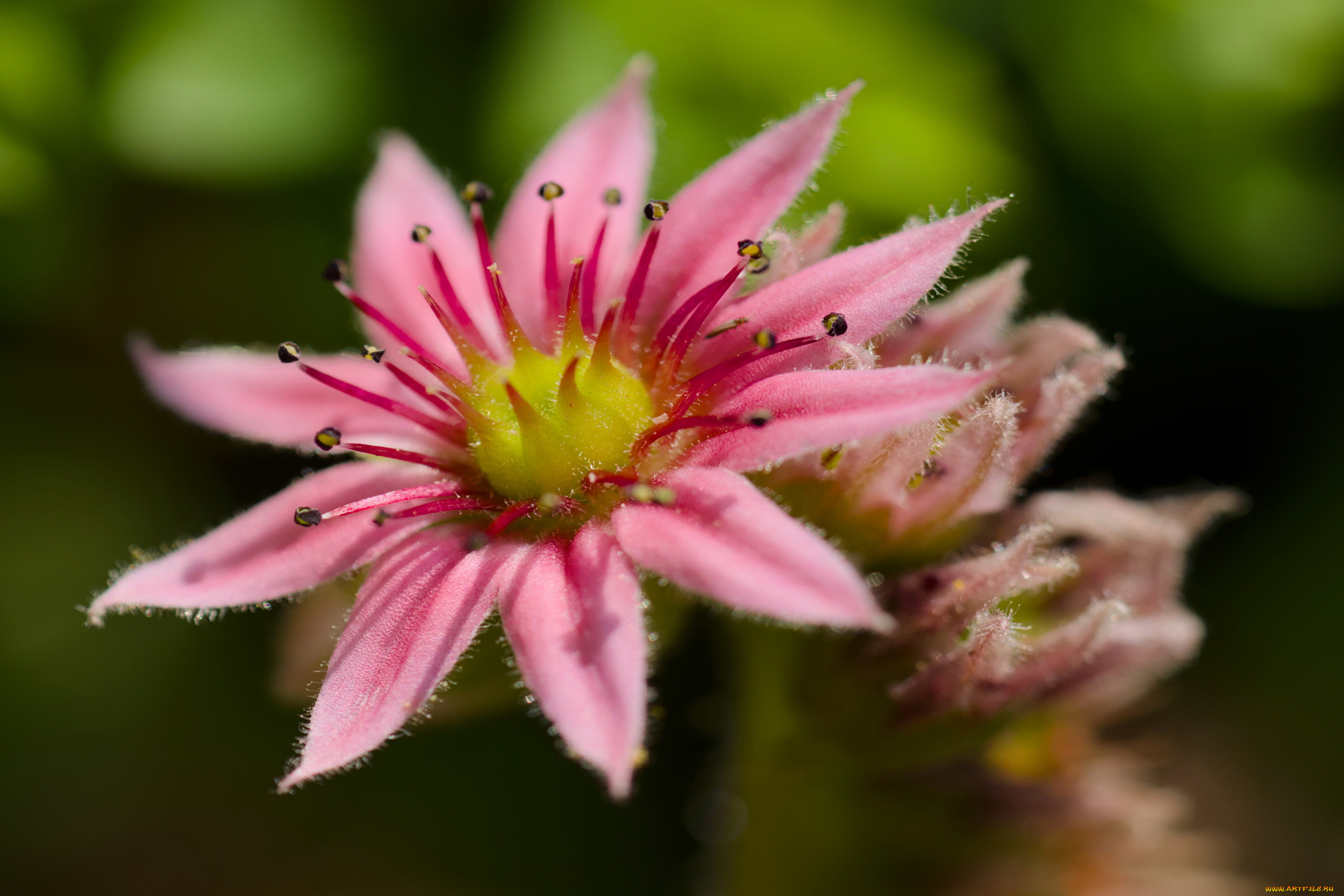sempervivum, молодило, цветы
