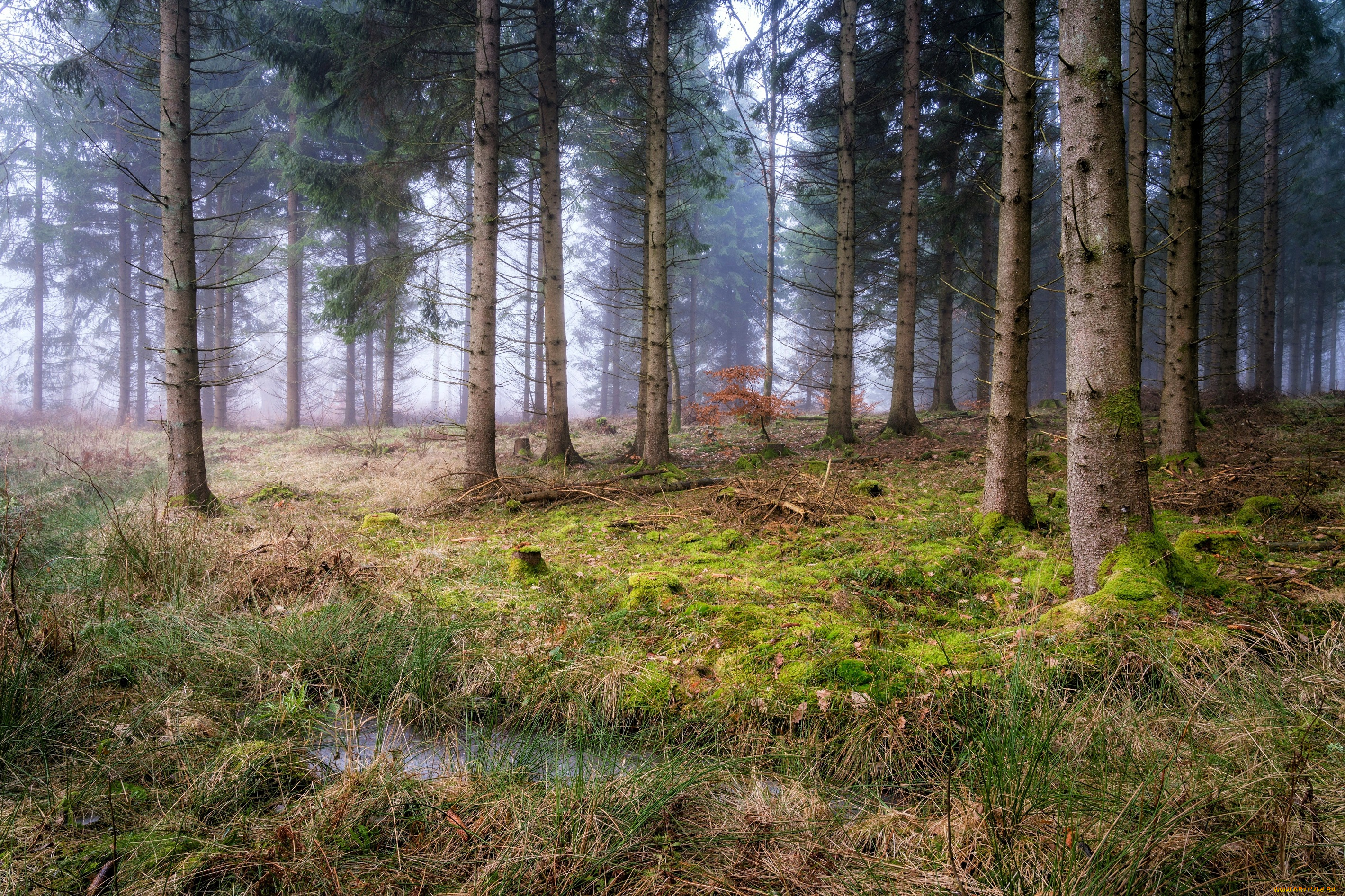 природа, лес, деревья, туман, мох, лужа