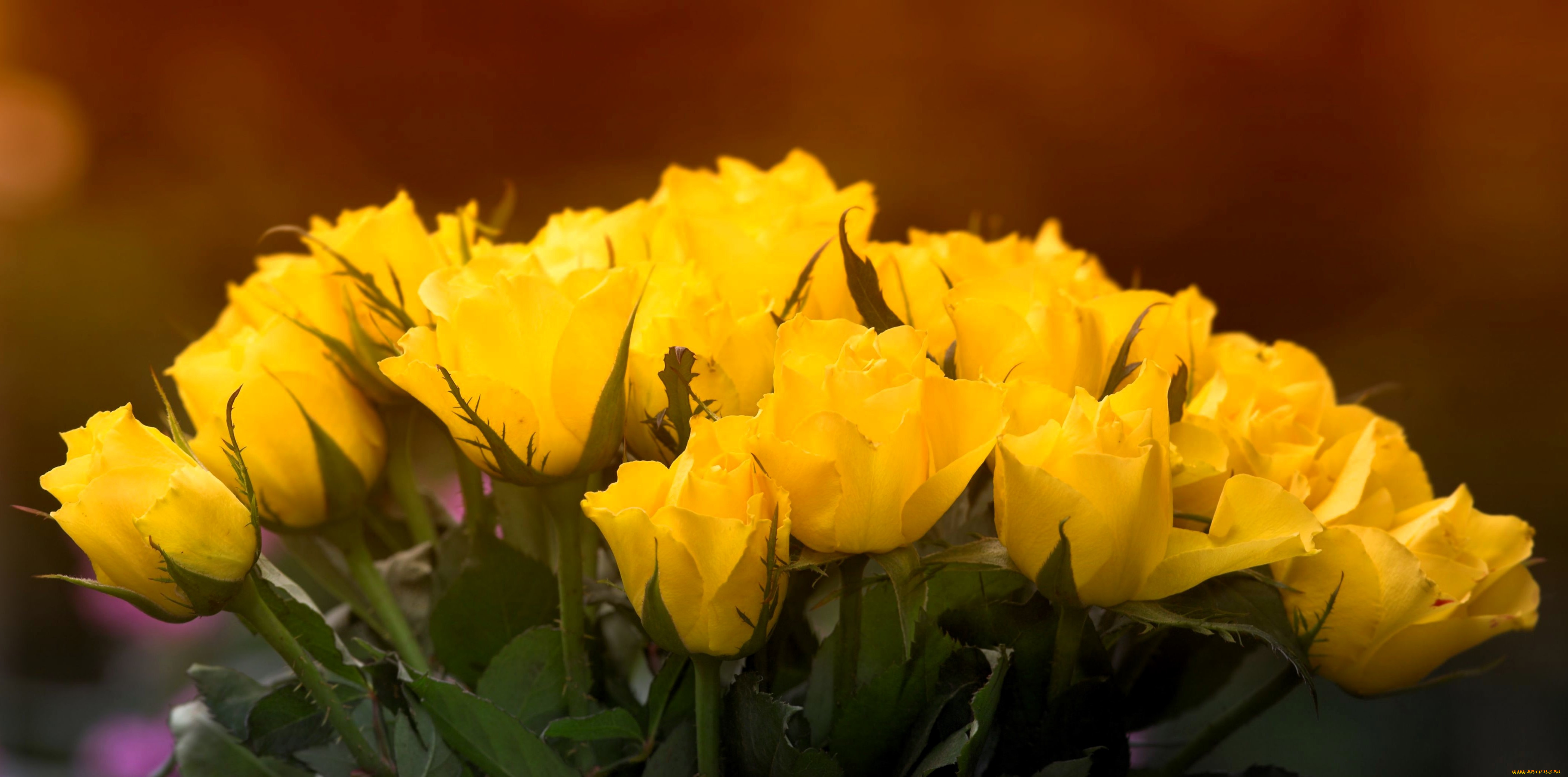 цветы, розы, желтые, букет