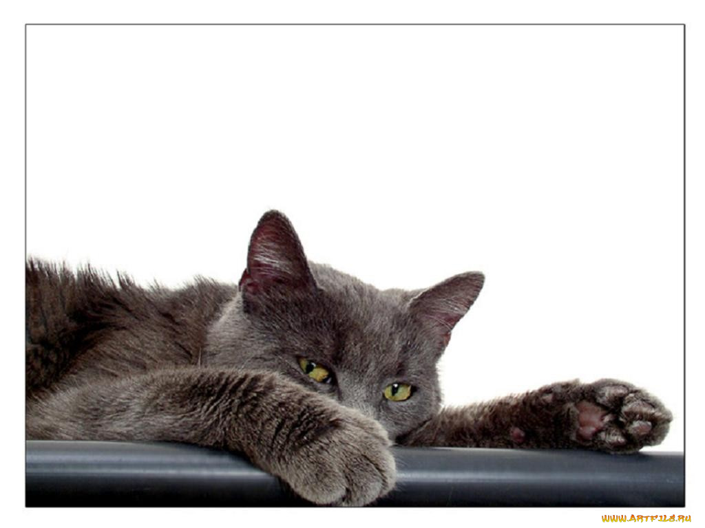 животные, коты