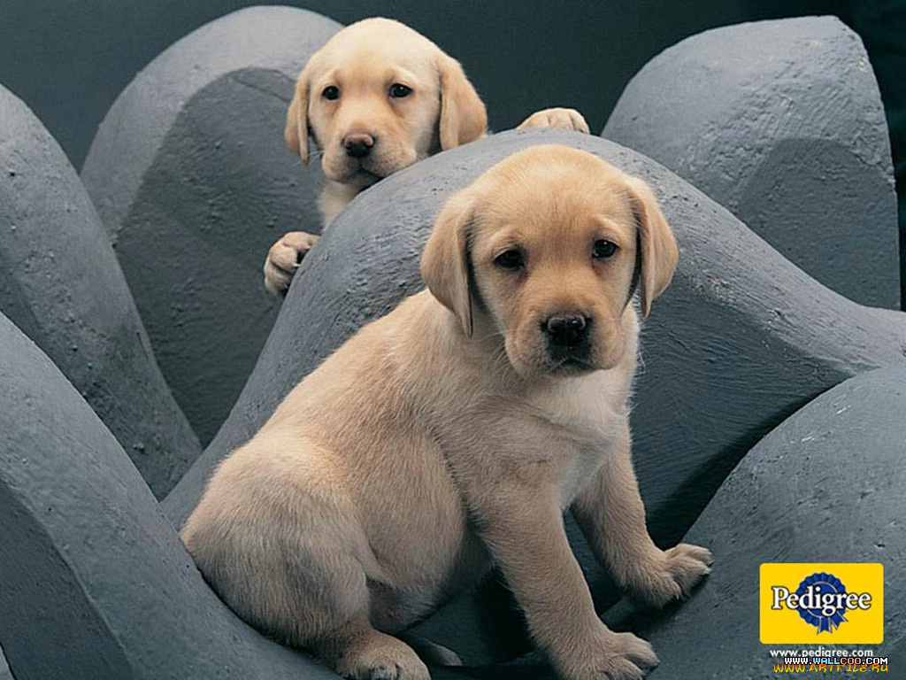 бренды, pedigree