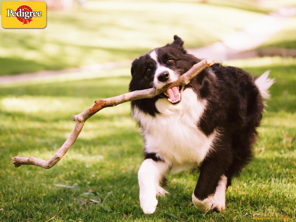 бренды, pedigree