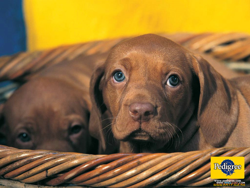 бренды, pedigree