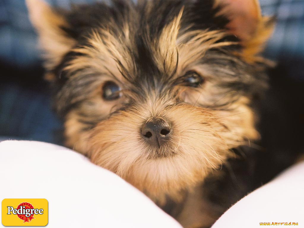 бренды, pedigree