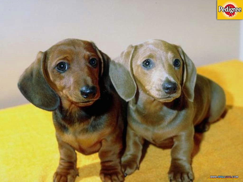 бренды, pedigree