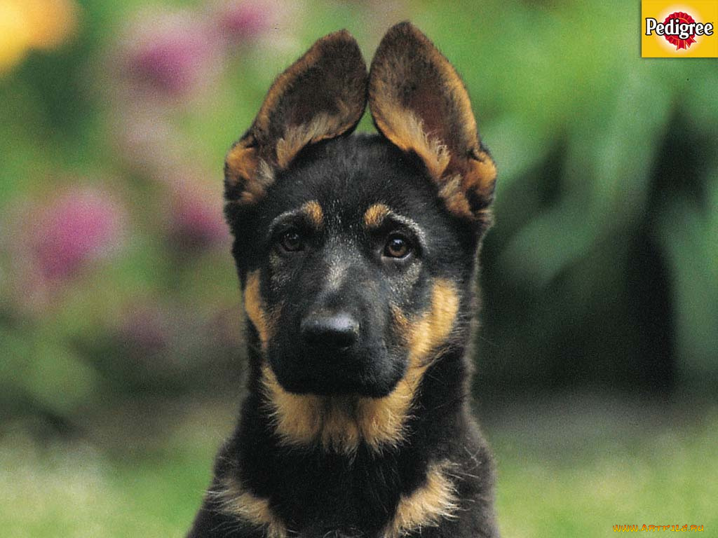 бренды, pedigree