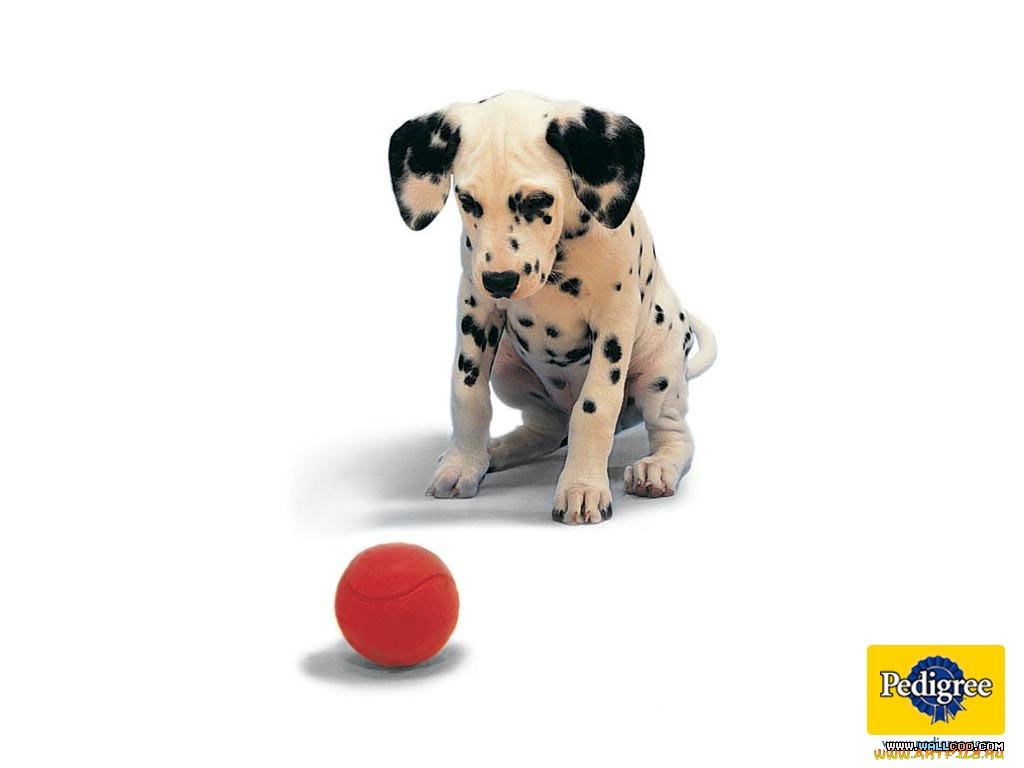 бренды, pedigree