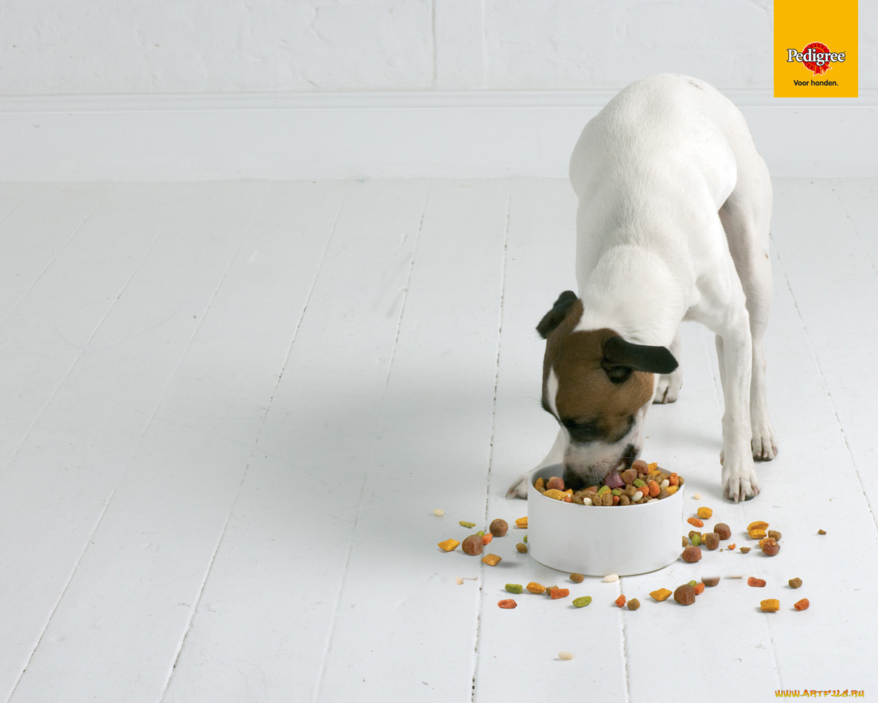 бренды, pedigree