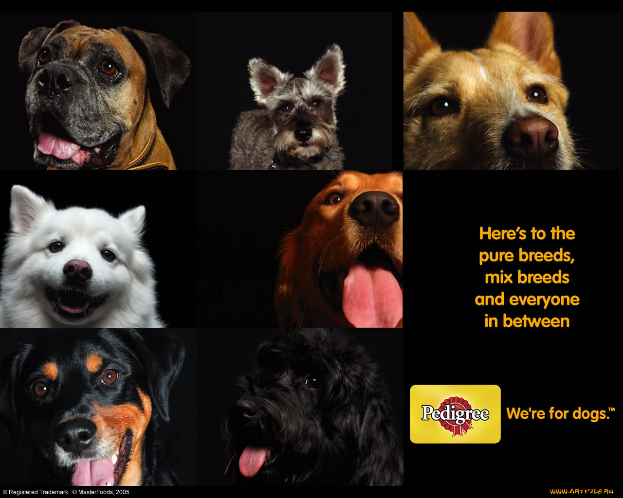 бренды, pedigree