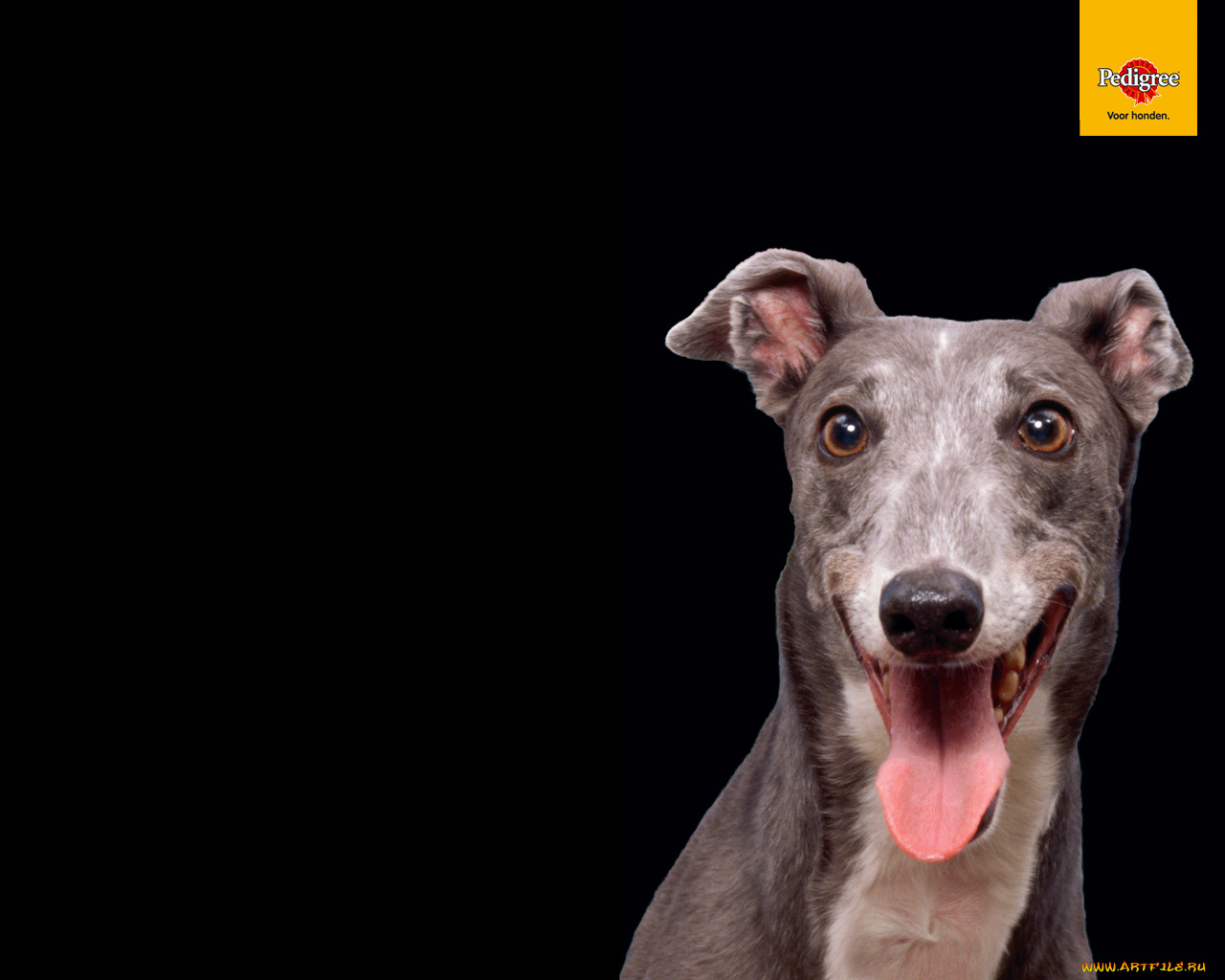 бренды, pedigree