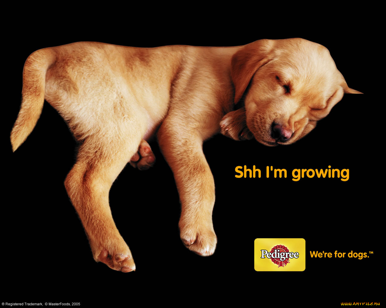 бренды, pedigree