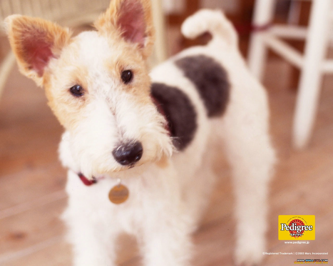 бренды, pedigree