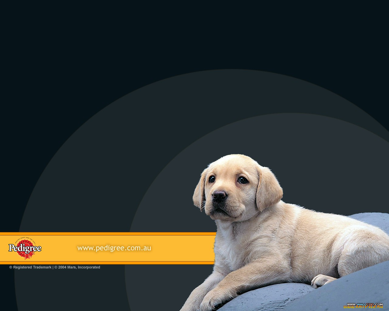 бренды, pedigree