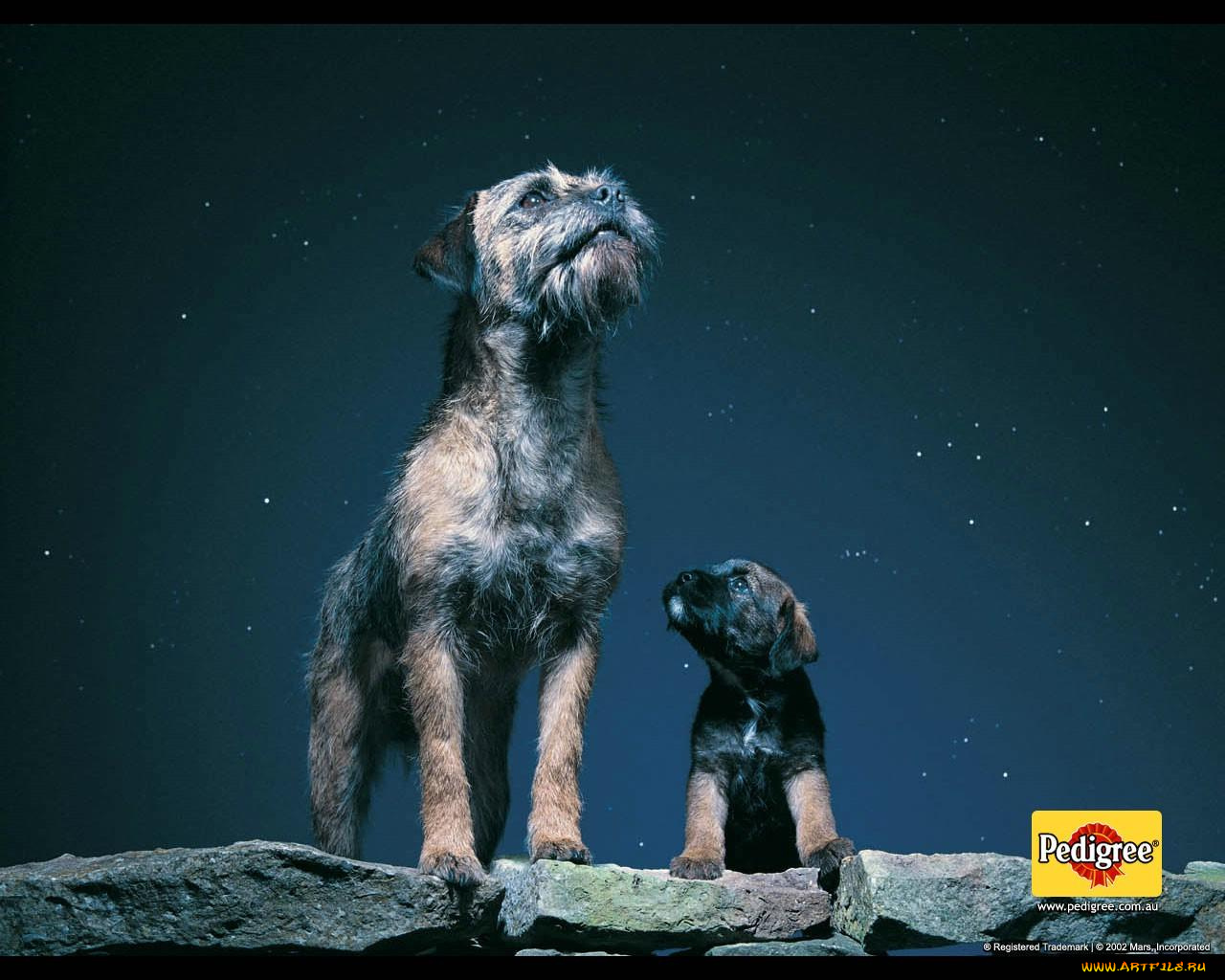 бренды, pedigree