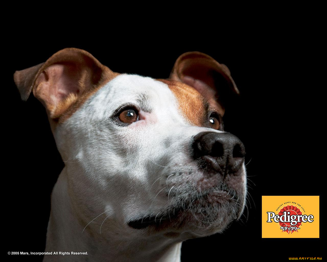 бренды, pedigree