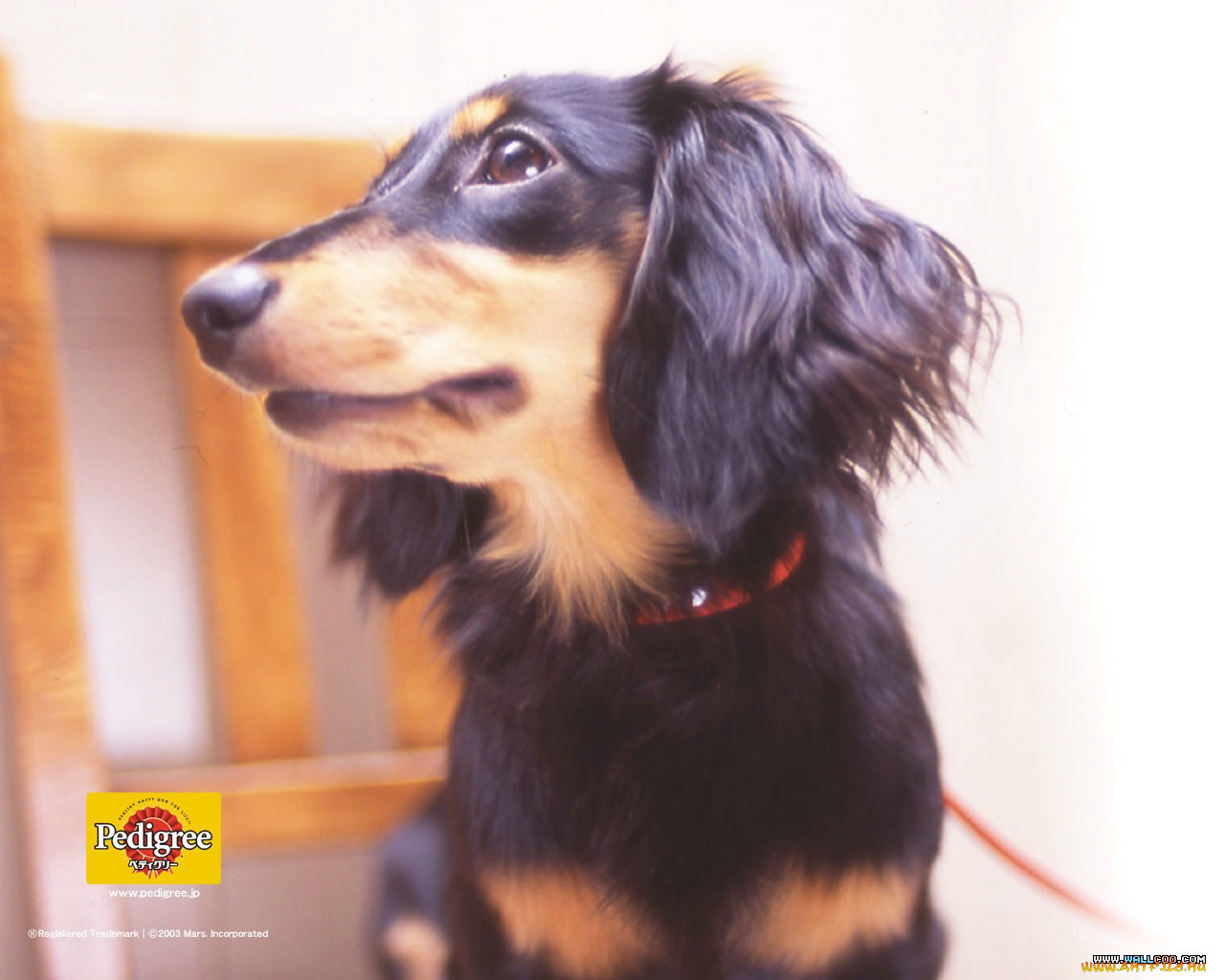 бренды, pedigree