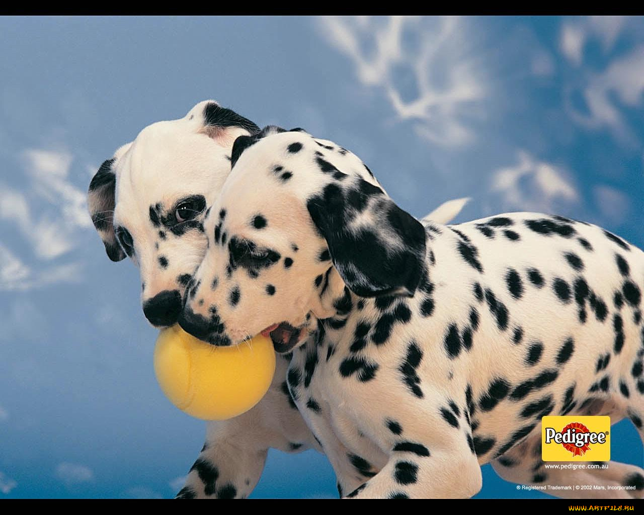 бренды, pedigree