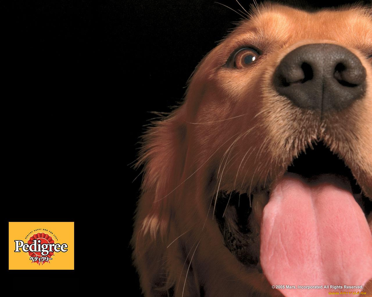 бренды, pedigree