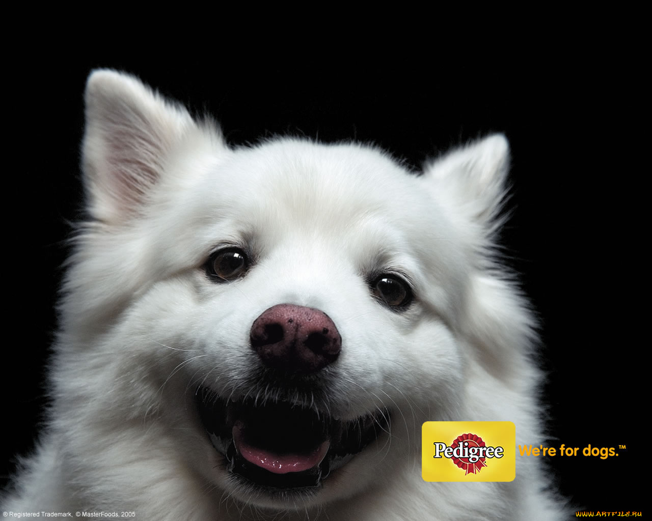 бренды, pedigree