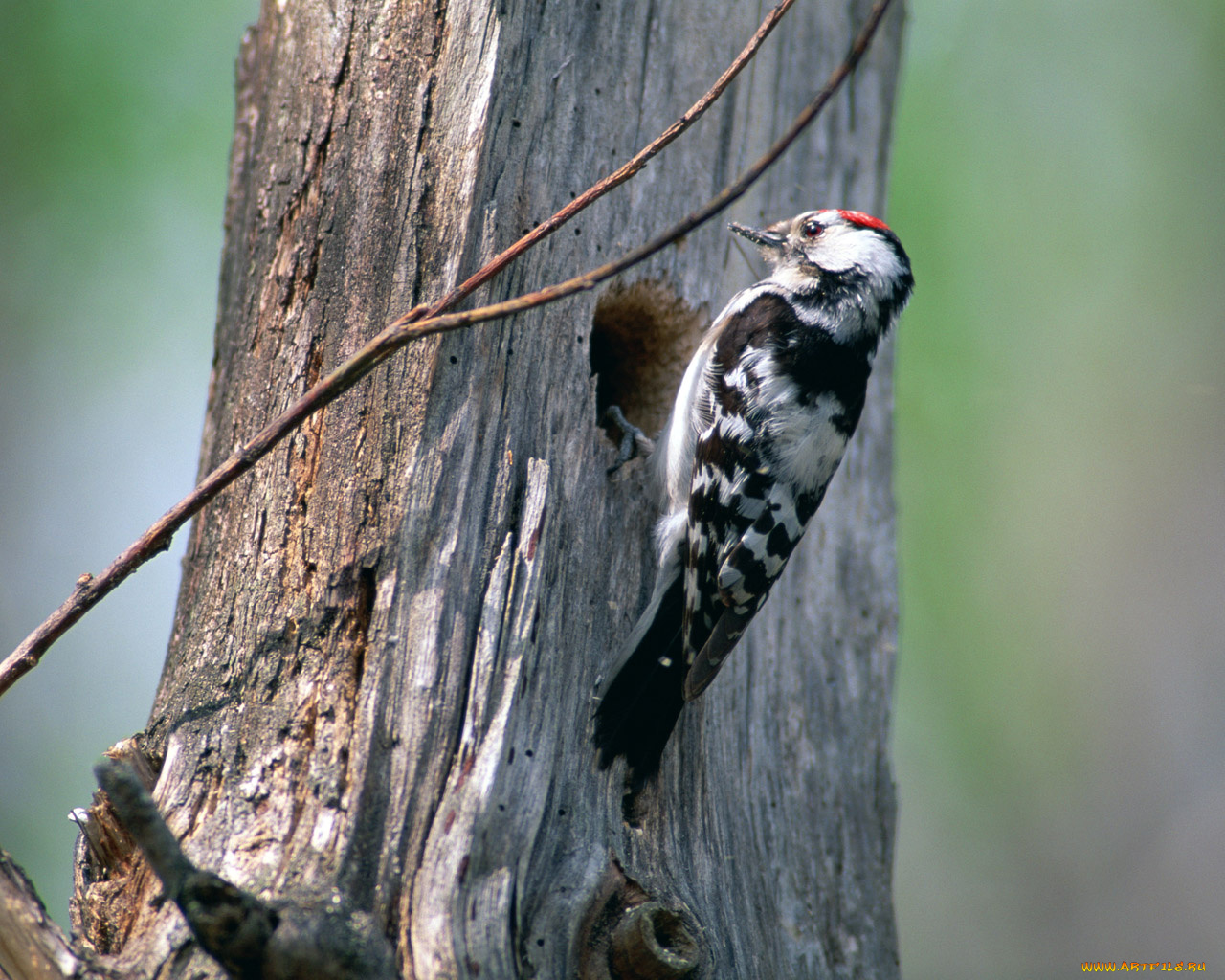 животные, дятлы