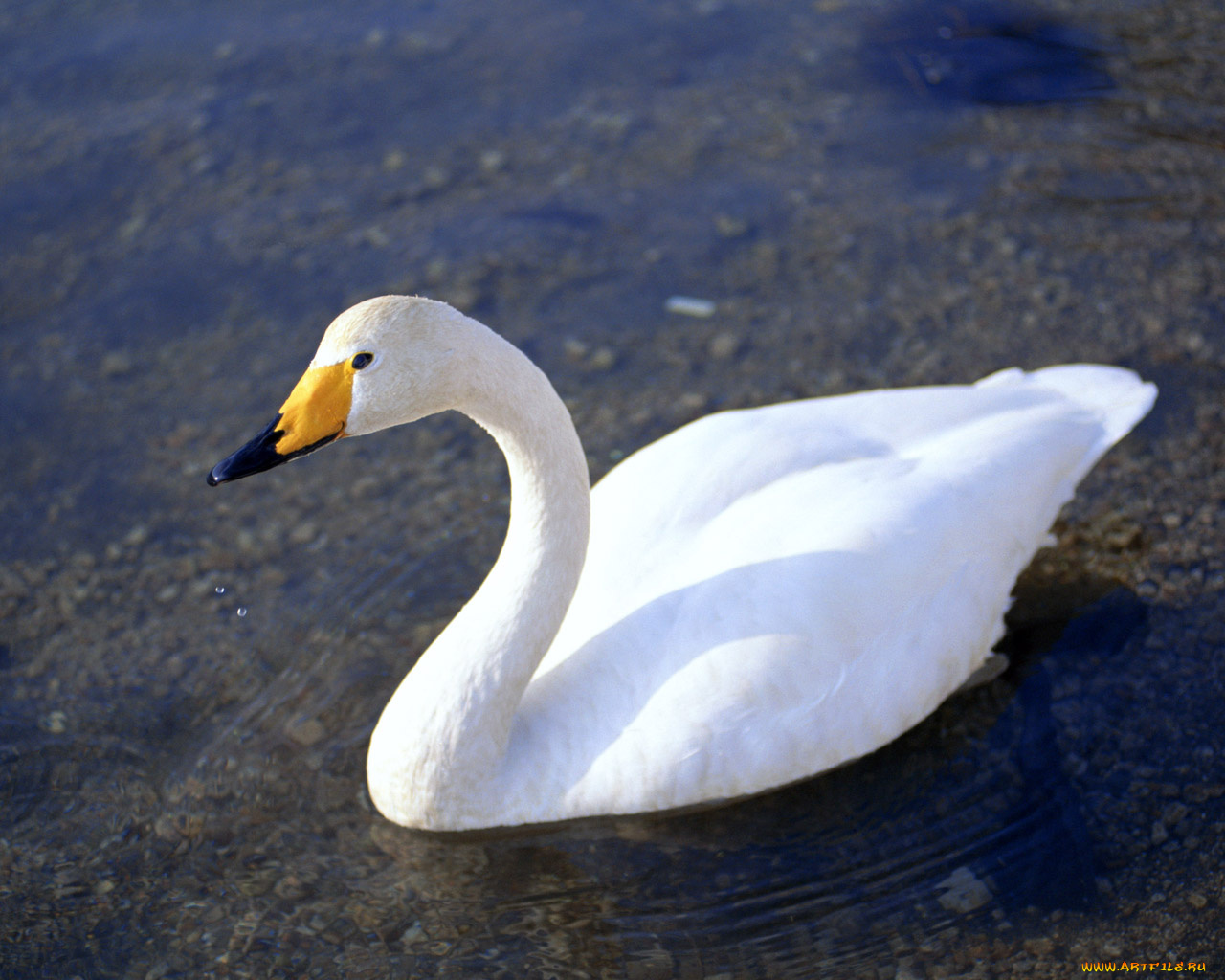 животные, лебеди