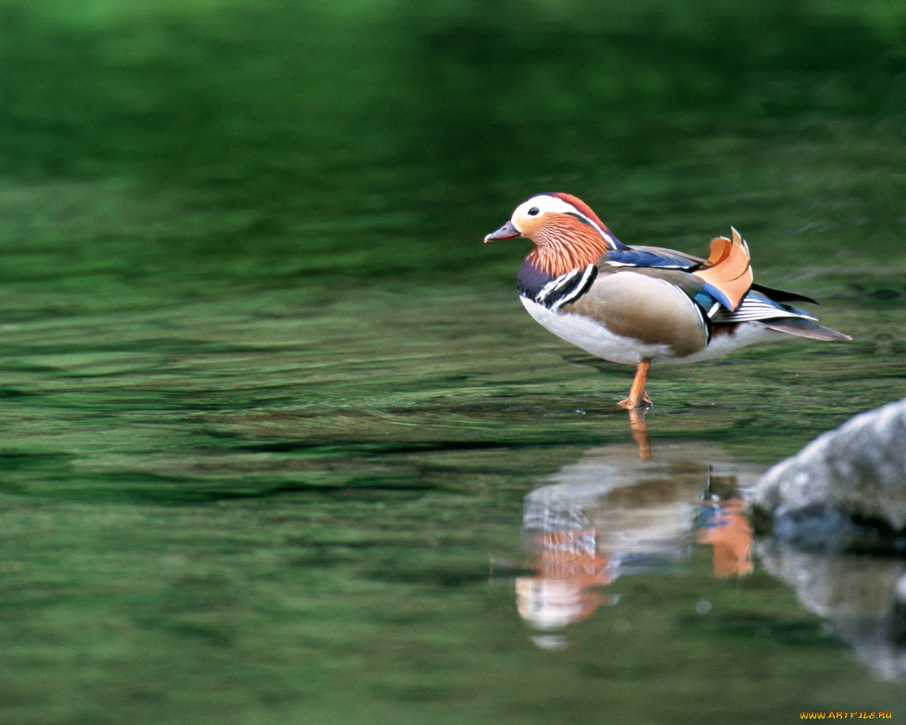 животные, утки