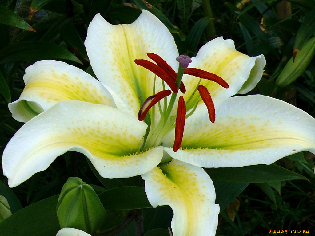 цветы, лилии, лилейники